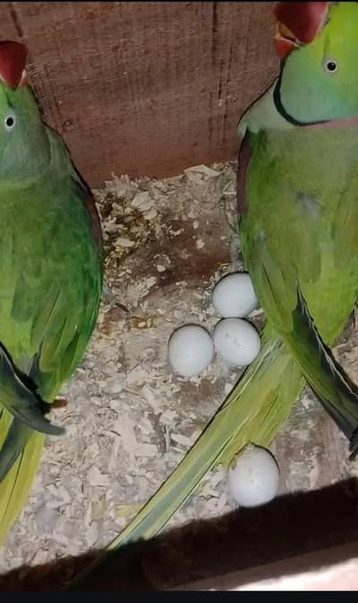 Raw Wild Breeder Pair for Sale