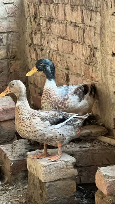 Ducks pair adult