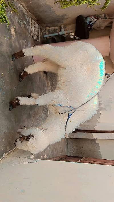 dumba khare ka