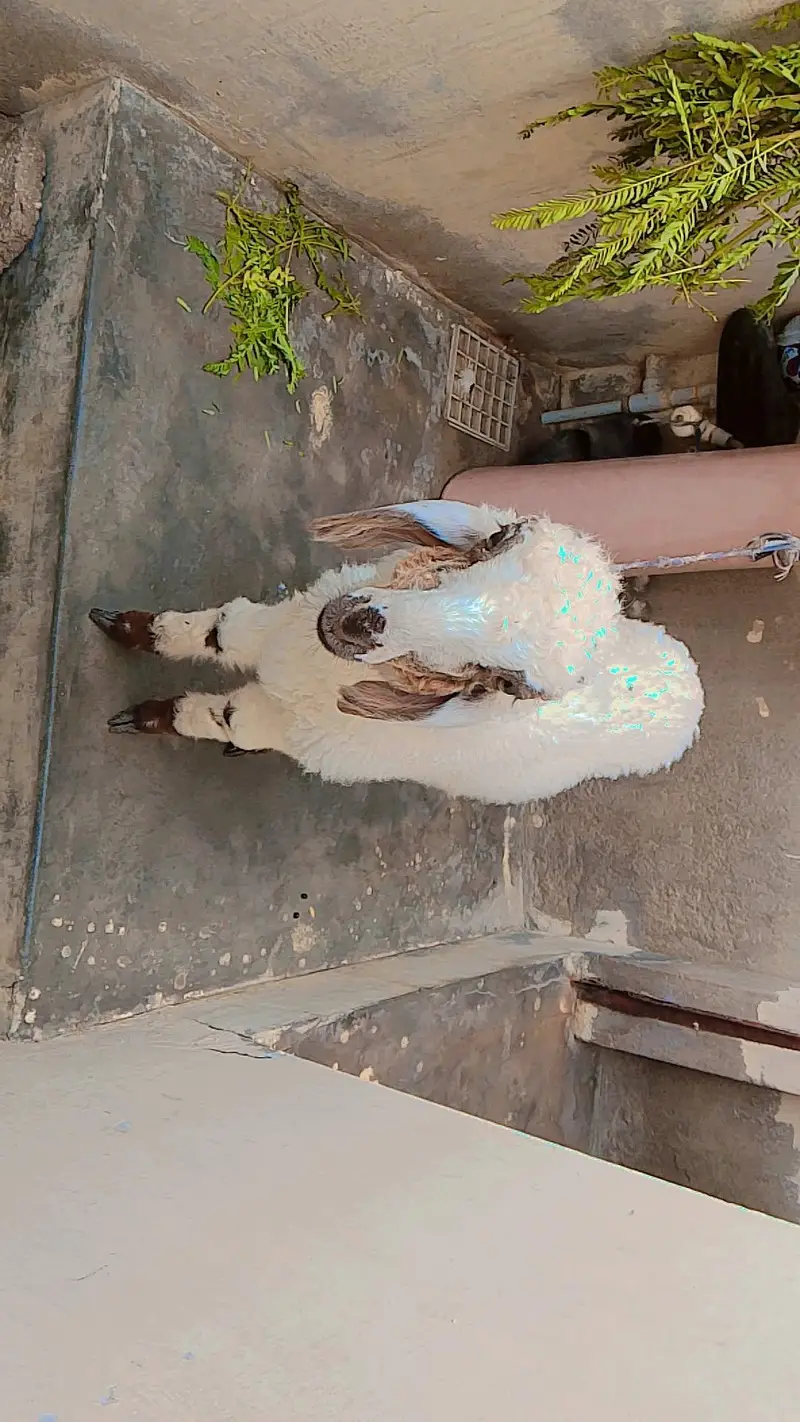dumba khare ka — photo 2