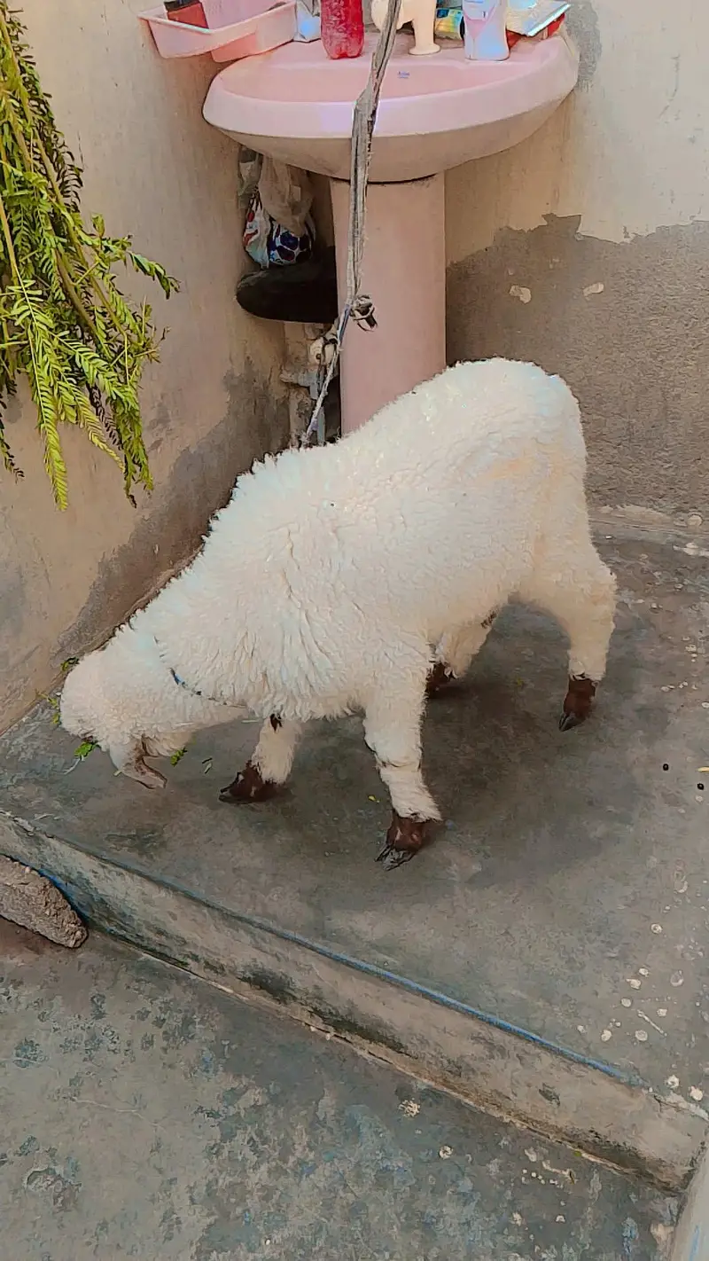dumba khare ka — photo 3