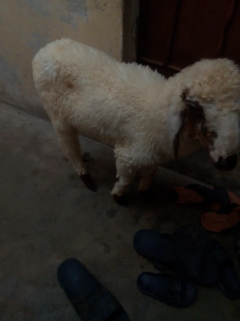 dumba khare ka — photo 5