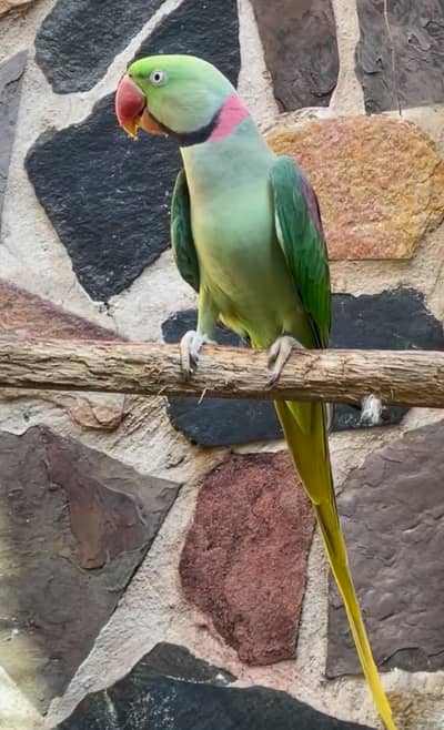 Mashallha  parrot  ful size