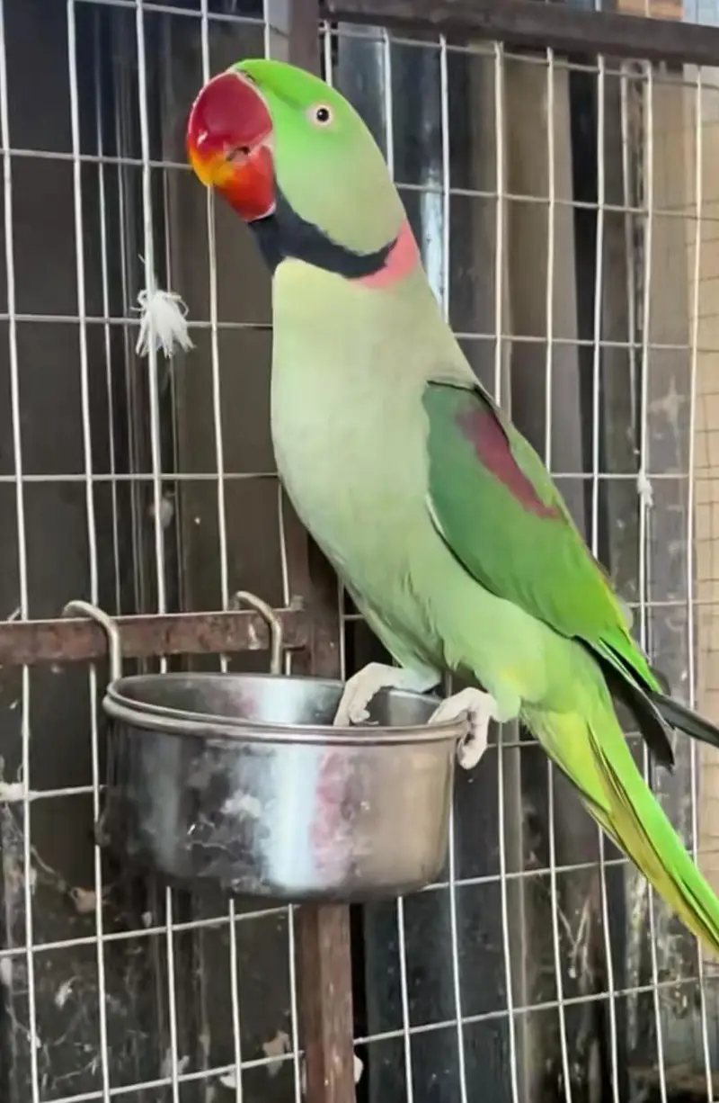 Mashallha  parrot  ful size — photo 2