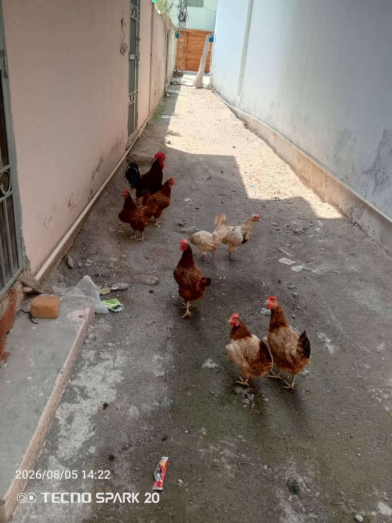 egg laying 1