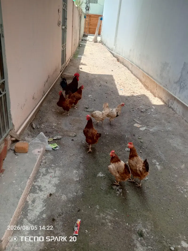 egg laying — photo 2