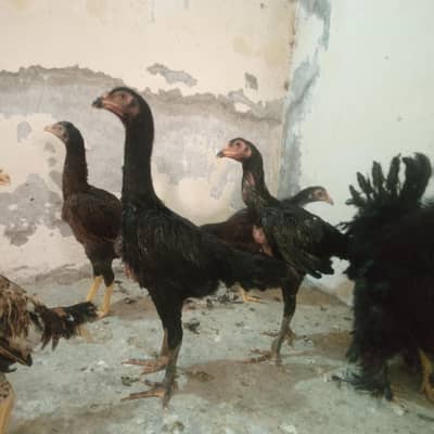 Shamo Pathiya 03014388928