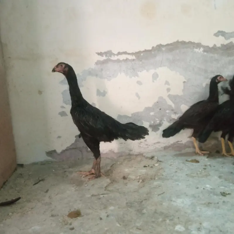 Shamo Pathiya 03014388928 — photo 2
