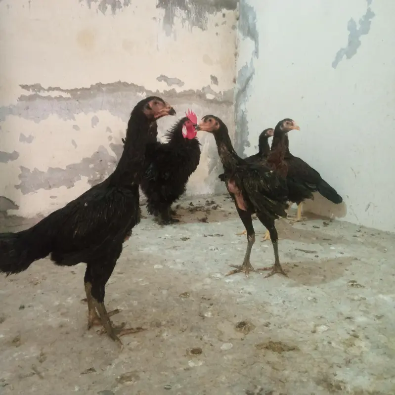 Shamo Pathiya 03014388928 — photo 3