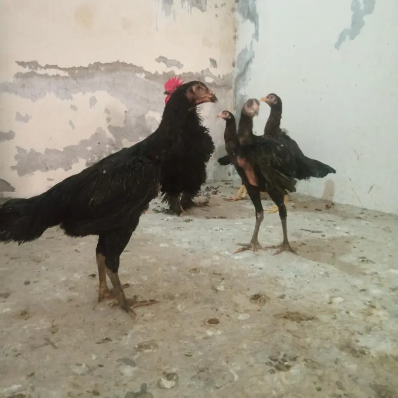 Shamo Pathiya 03014388928 — photo 4