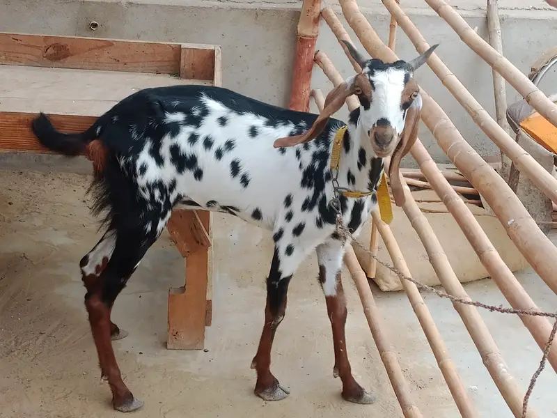 2 bakria for sale — photo 3
