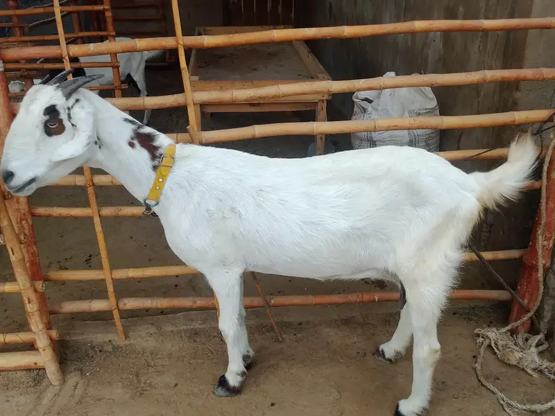2 bakria for sale — photo 4
