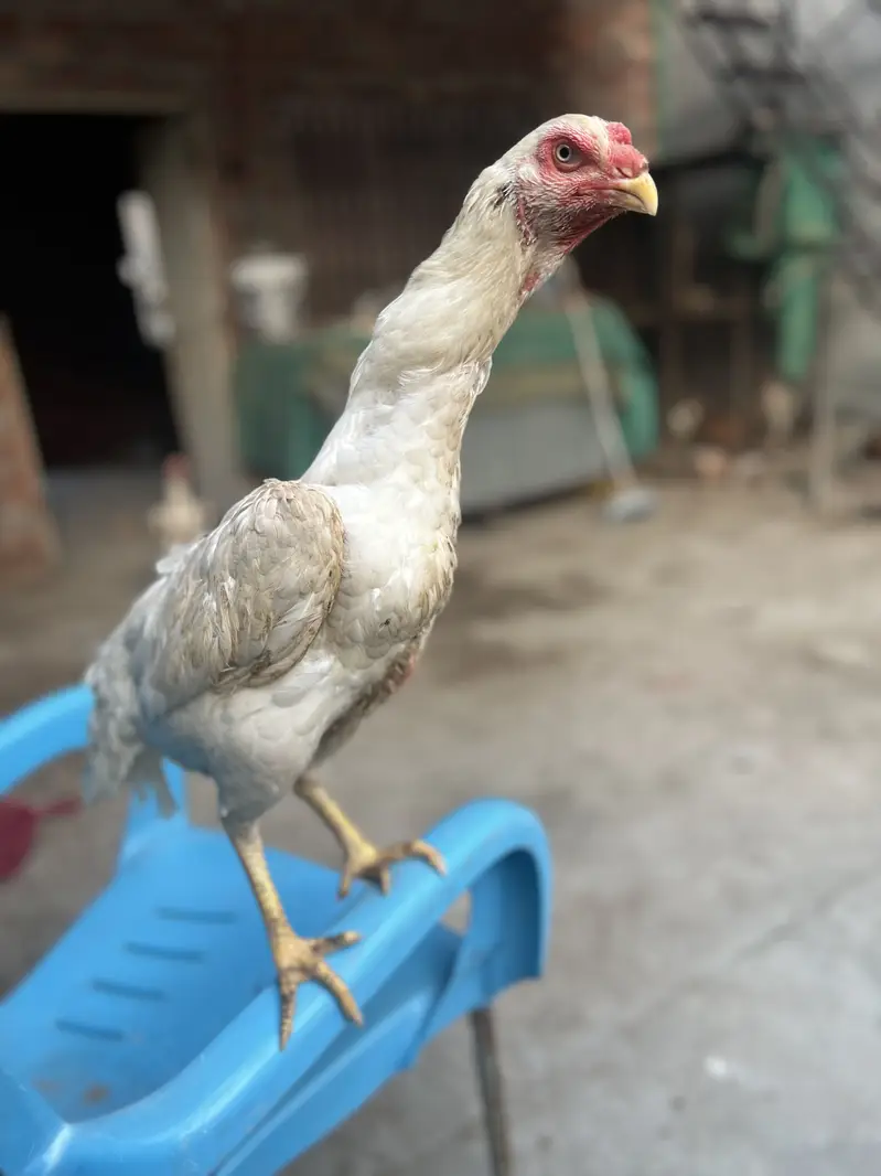 White Aseel Shamo — photo 2