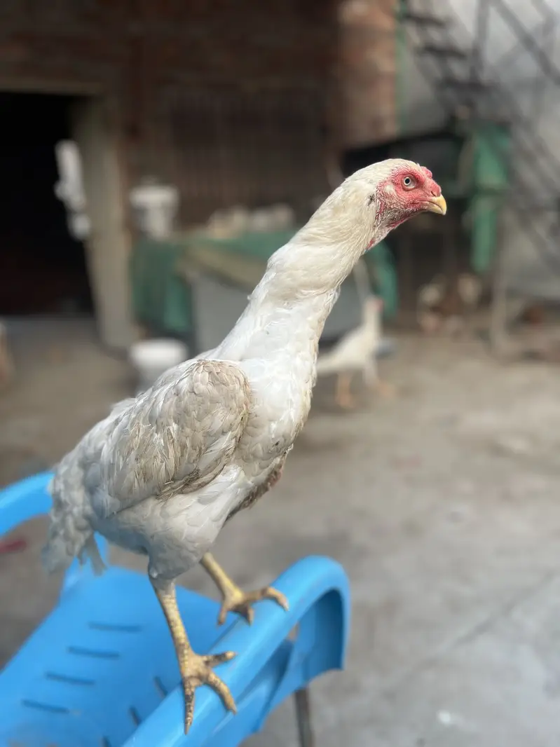 White Aseel Shamo — photo 4