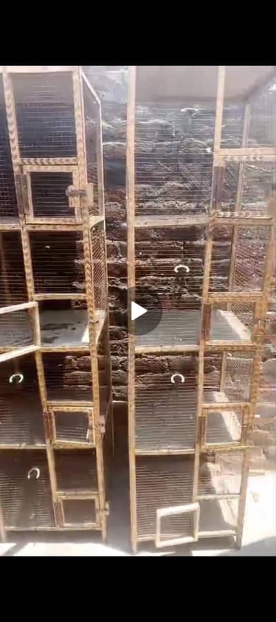 cage parrot anad hen