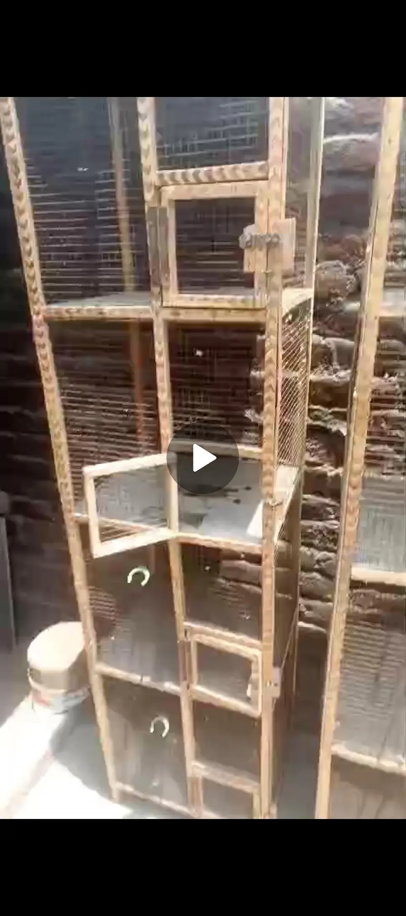 cage parrot anad hen — photo 2