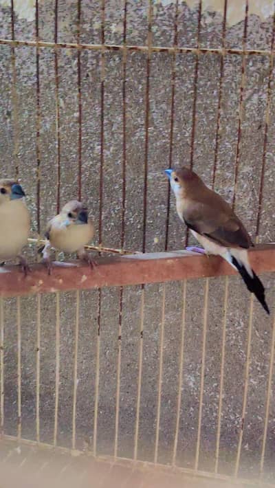 Indian silver Bills finch 3 pair exchange love brid breeder pair