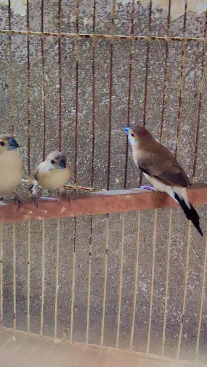 Indian silver Bills finch 3 pair exchange love brid breeder pair