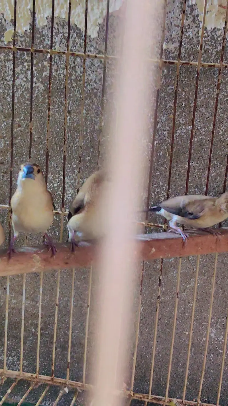 Indian silver Bills finch 3 pair exchange love brid breeder pair — photo 2