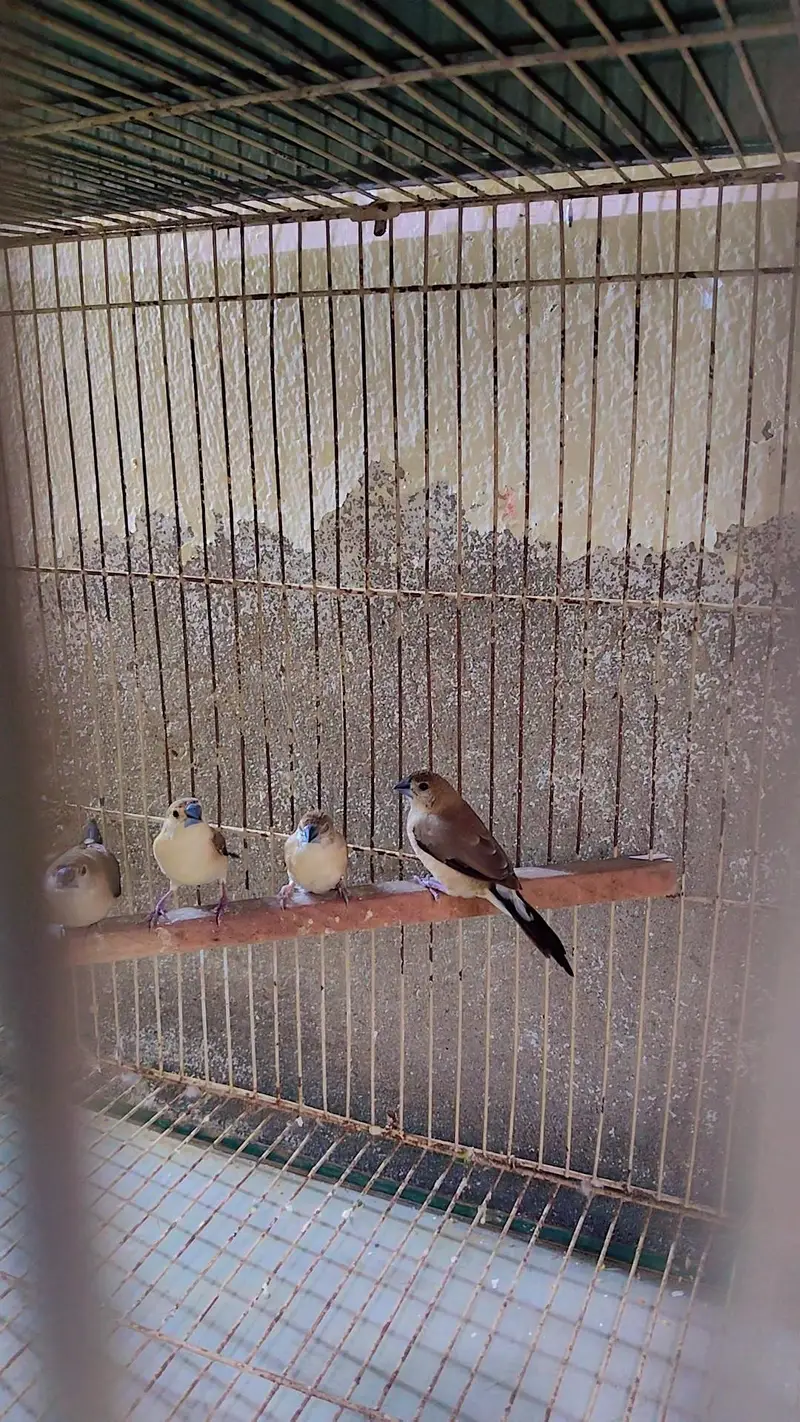 Indian silver Bills finch 3 pair exchange love brid breeder pair — photo 3