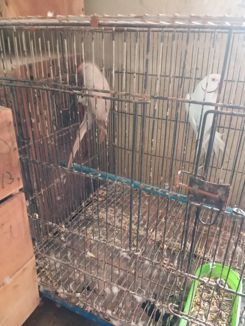 Mashallah breedr  pair for sale healthy active pair — photo 2
