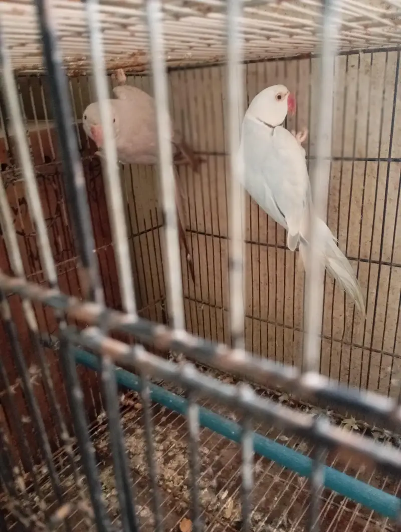Mashallah breedr  pair for sale healthy active pair — photo 4