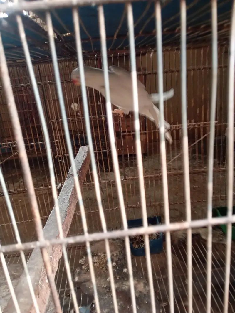 Mashallah breedr  pair for sale healthy active pair — photo 8