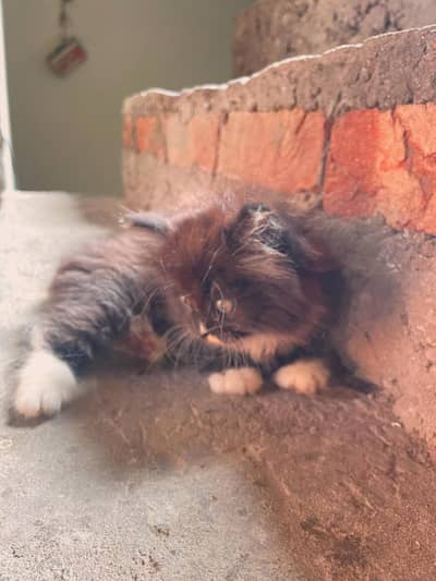  Persian Cat for Sale 