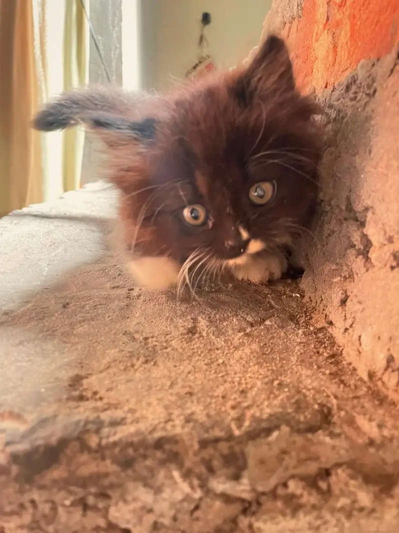  Persian Cat for Sale  — photo 2