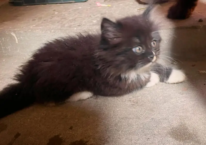  Persian Cat for Sale  — photo 3