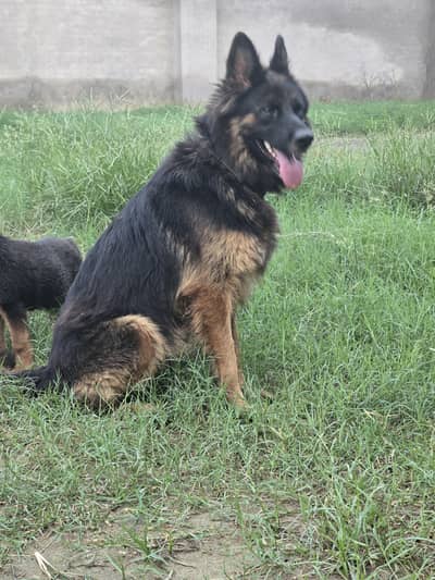 German shephered female and separate 2 male puppies