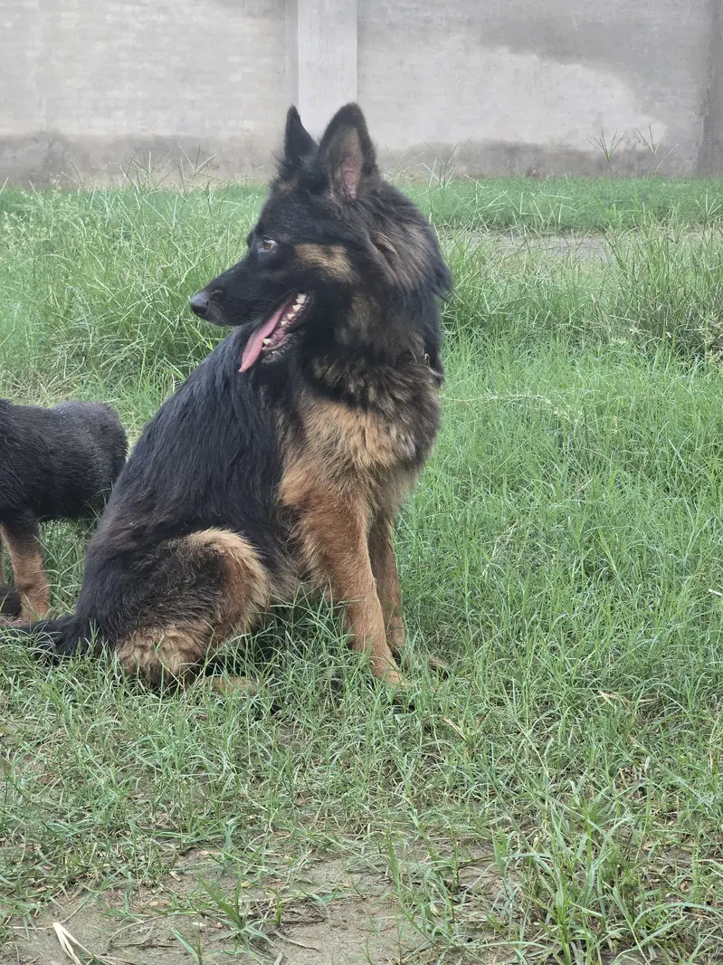 German shephered female and separate 2 male puppies — photo 2