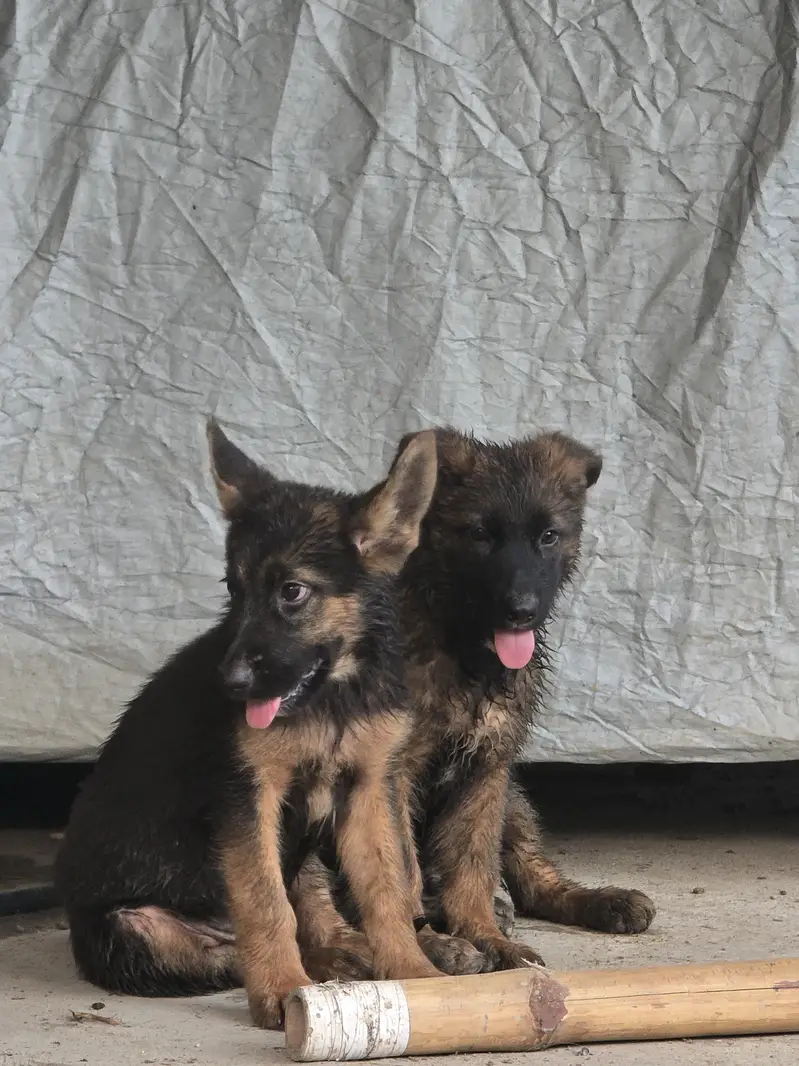 German shephered female and separate 2 male puppies — photo 3