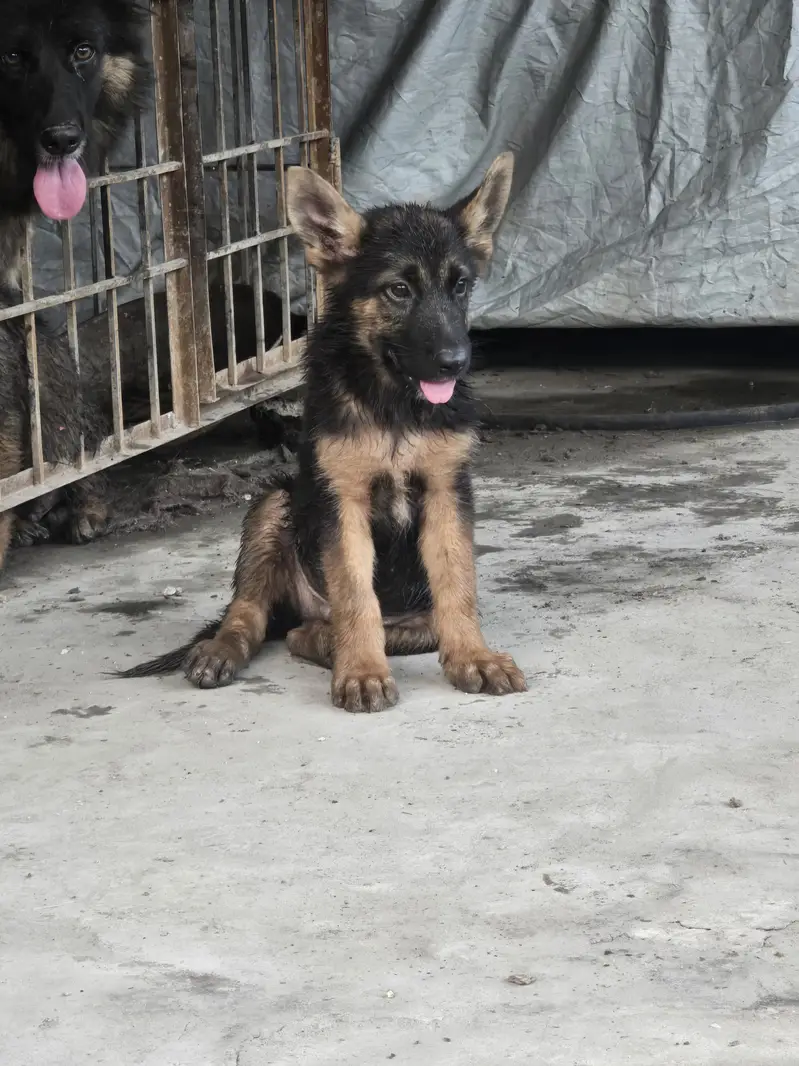 German shephered female and separate 2 male puppies — photo 4