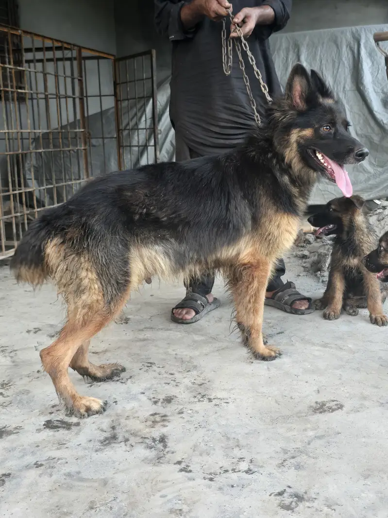 German shephered female and separate 2 male puppies — photo 5
