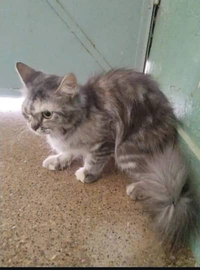 Persian cat