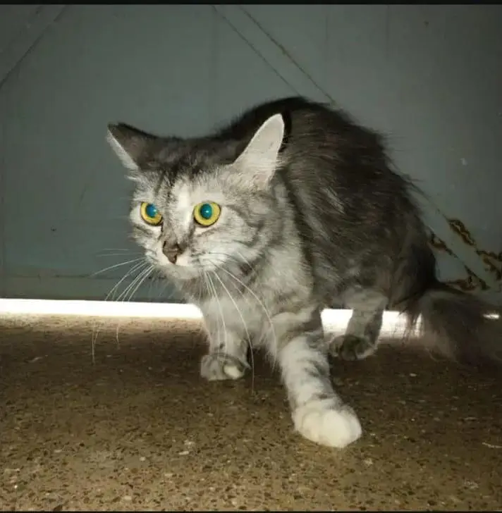 Persian cat — photo 2