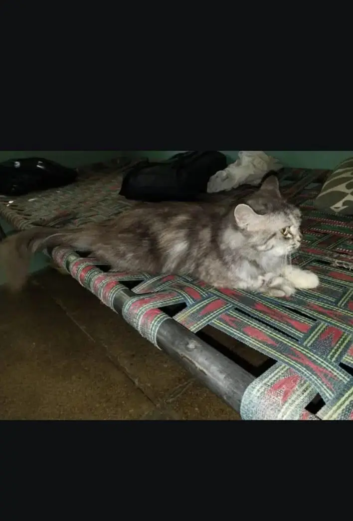 Persian cat — photo 3