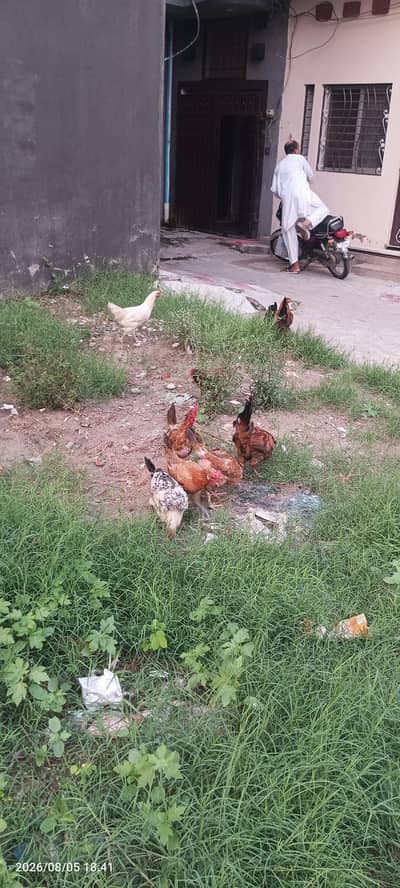 Desi hens for sale