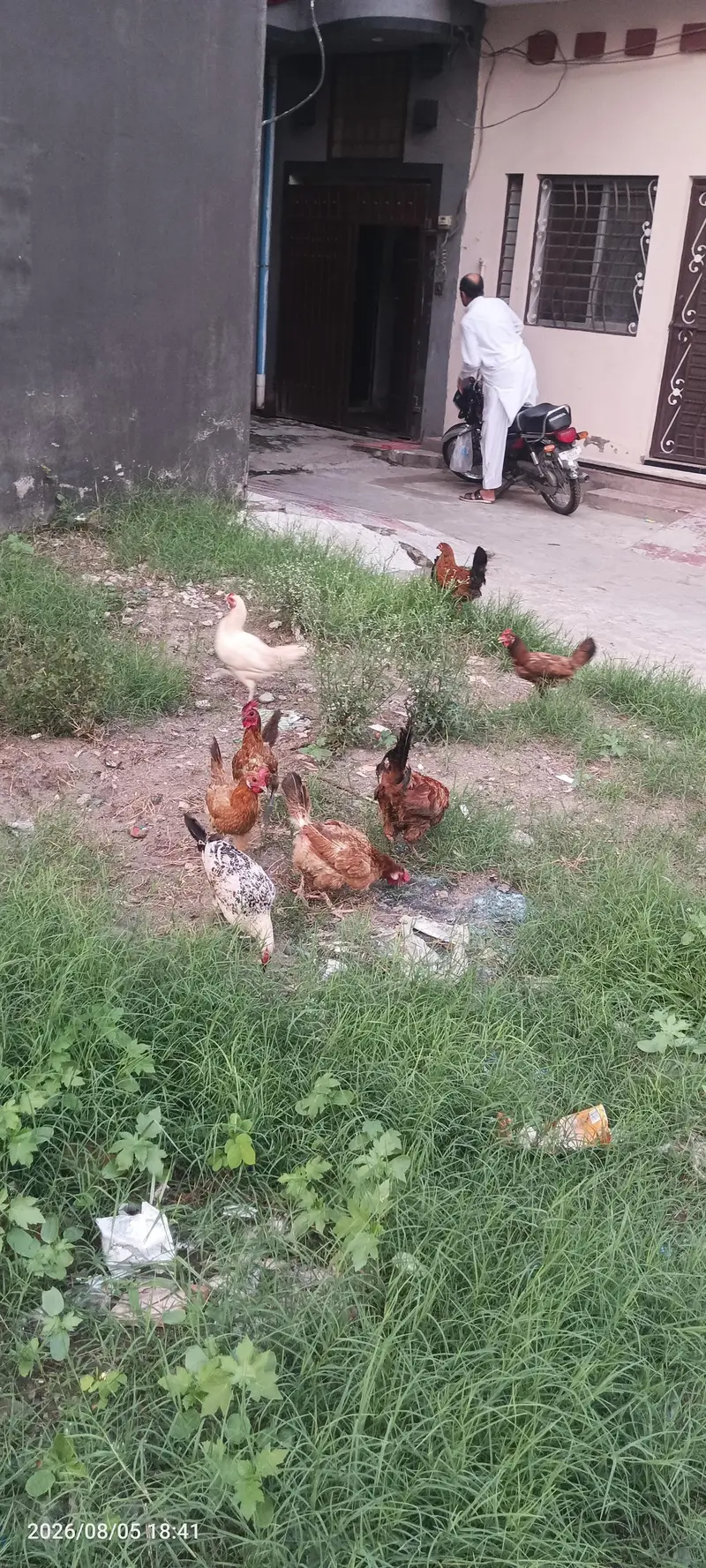 Desi hens for sale — photo 2