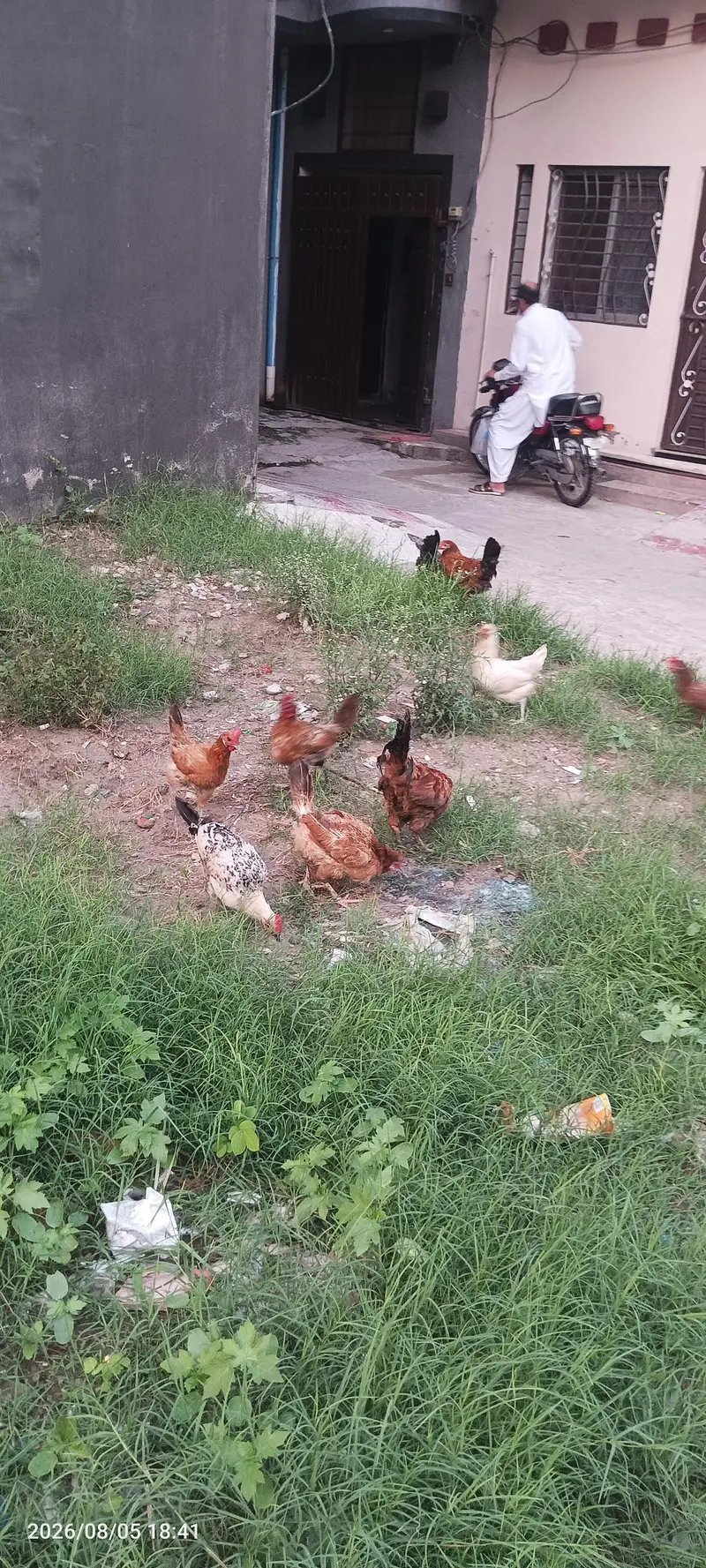 Desi hens for sale — photo 3