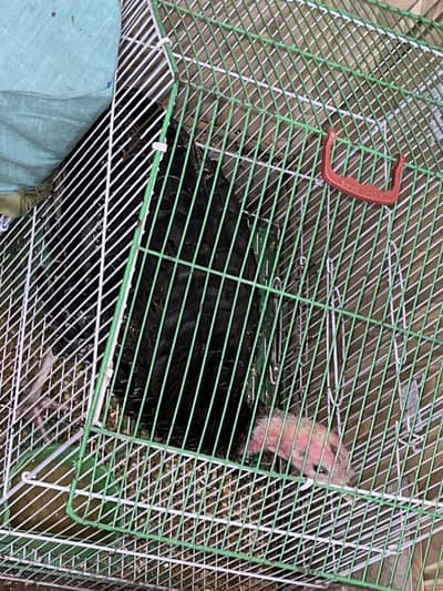 Black Spanish turkey female Bird Healthy And active