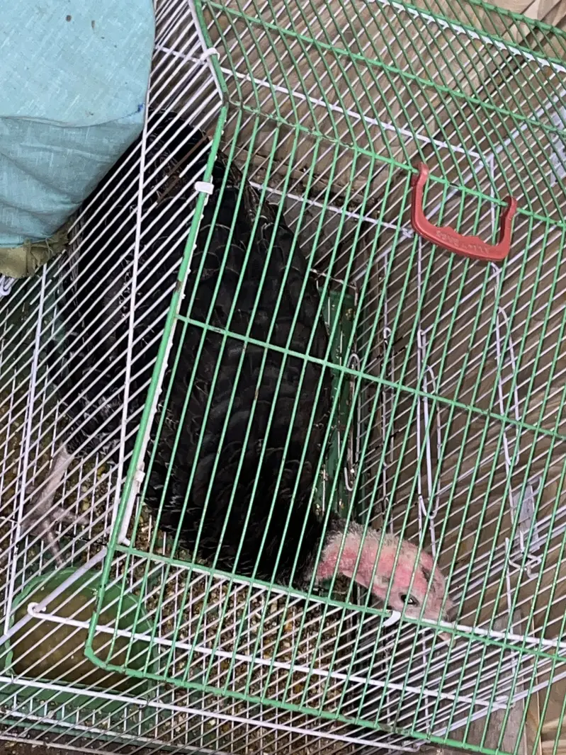 Black Spanish turkey female Bird Healthy And active