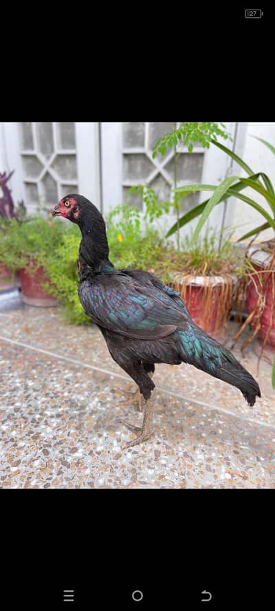 Kale nawab wali breed mushka