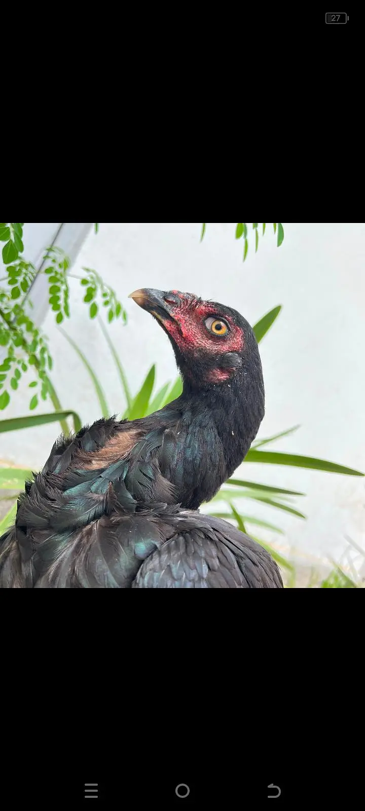 Kale nawab wali breed mushka — photo 2