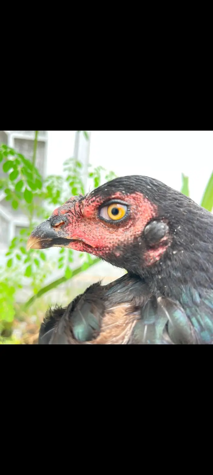 Kale nawab wali breed mushka — photo 3