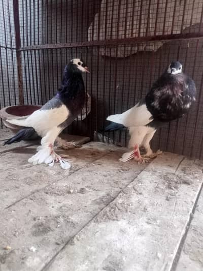 Fancy Bird For Sale