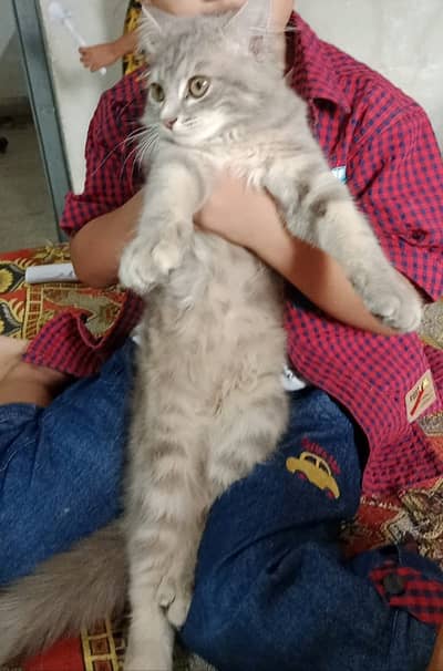 Persian kitten for sale