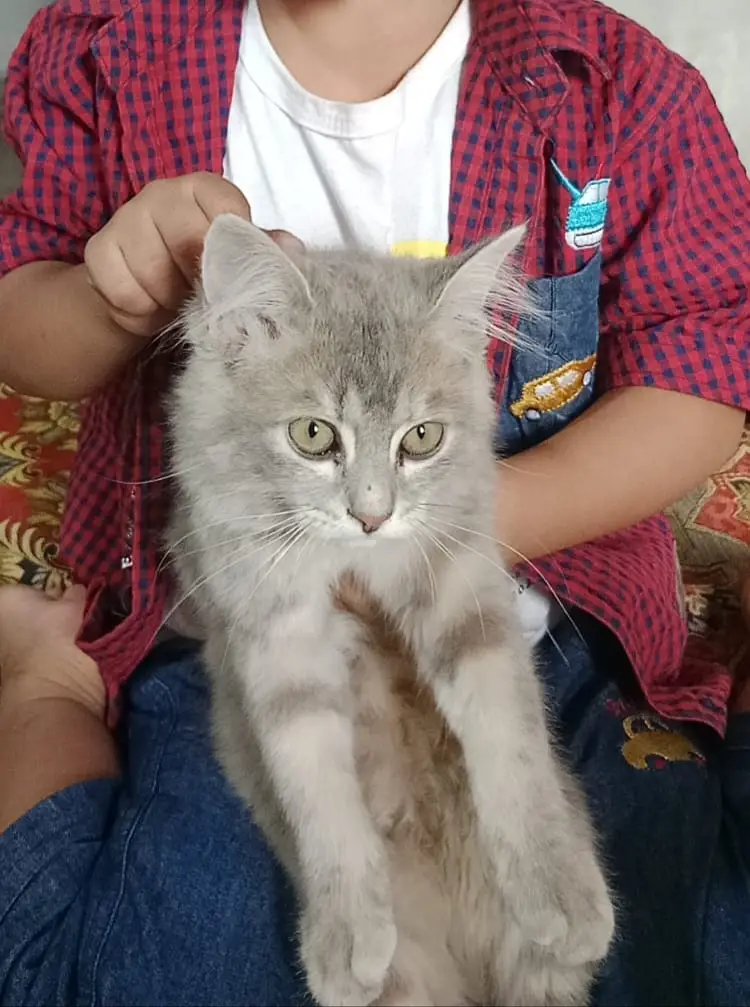 Persian kitten for sale — photo 2