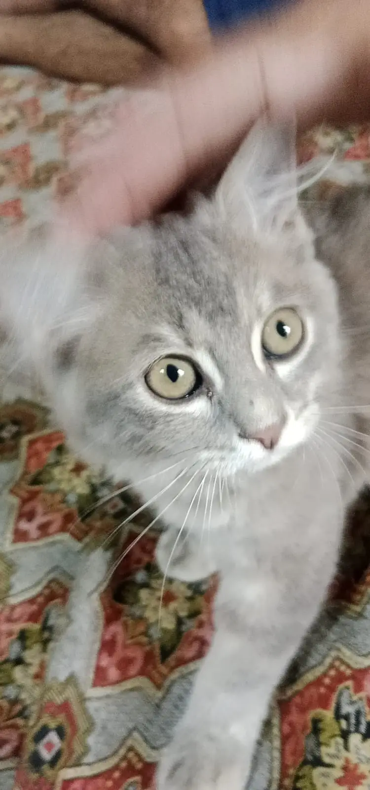 Persian kitten for sale — photo 3